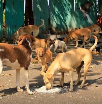 Animal Rescue & Shelter